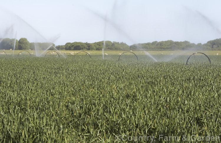 A irrigated crop of wheat (<i>Triticum aestivum</i>) in late spring on the Canterbury. Plains, New Zealand, near. Leeston. triticum-2291htm'>Triticum. .