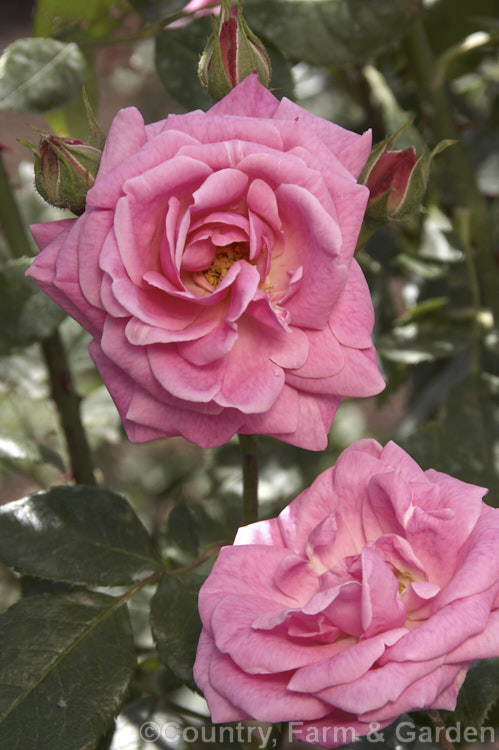 Rosa 'August Seebauer' ('Break o' Day' x 'Else Poulsen'), a Cluster-flowered (<i>Floribunda</i>) bush raised by Kordes of Germany in 1944. Also known as 'Queen Mother'. Order: Rosales, Family: Rosaceae