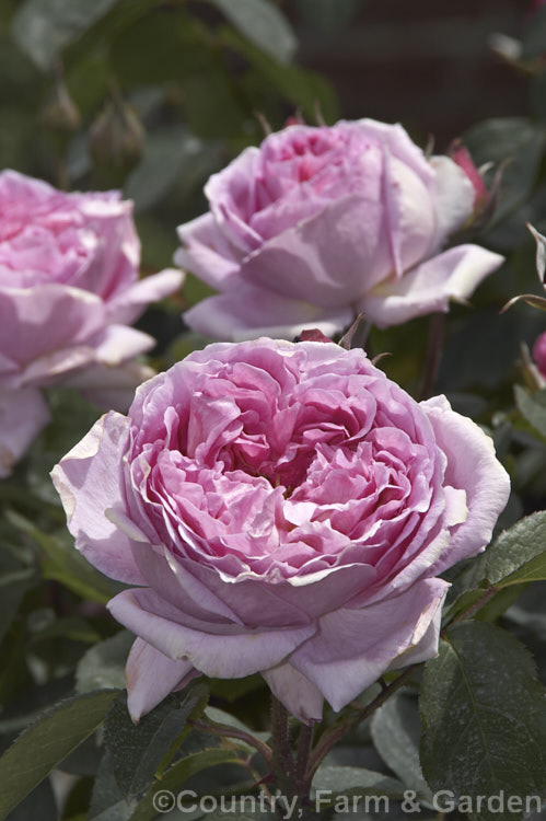Rosa 'Sir Walter. Raleigh' ('Lilian. Austin' x 'Chaucer'), a bushy, compact, fragrant-flowered English Rose raised by Austin of England in 1985. Order: Rosales, Family: Rosaceae