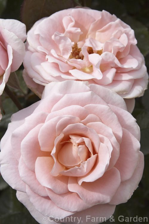 Rosa 'Dear. One' ('Sexy Rexy' x 'Valentine. Heart'), a Cluster-flowered (<i>Floribunda</i>) bush rose raised by raised by David Benny of New Zealand and introduced in 1999. It is repeat flowering and grows to around 1m tall Order: Rosales, Family: Rosaceae