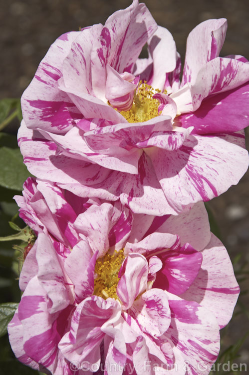 Rosa gallica 'Versicolor' (syn 'Rosa. Mundi' [sport of Rosa gallica 'Officinalis'), a bicolor form of the apothecaries' rose known since the 16th century. Order: Rosales, Family: Rosaceae