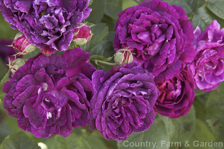 Rosa 'Prince Charles', a Bourbon rose dating from around 1842 and possibly introduced by Hardy of England. It is summer-flowering and up to 15m high. Order: Rosales, Family: Rosaceae