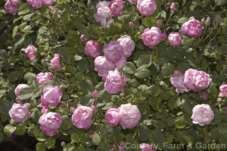 Rosa 'Raubritter' ('Daisy. Hill' x 'Solarium'), a once-flowering sprawling. Macrantha. Shrub rose introduced by Kordes of Germany in 1936. Its flowers are often strongly scented. Order: Rosales, Family: Rosaceae