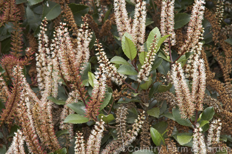 Towhai or Tawhero (<i>Weinmannia silvicola</i>), an 8-15m tall shrub or small tree found in the northern half of the North Island of New Zealand It produces spikes of tiny, nectar-rich, cream flowers in spring and early summer. weinmannia-2395htm'>Weinmannia. <a href='cunoniaceae-plant-family-photoshtml'>Cunoniaceae</a>.