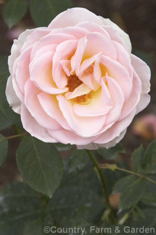 Rosa 'Nancy. Steen' ('Pink Parfait' x ['Ophelia' x 'Parkdirektor. Riggers']), a Cluster-flowered (<i>Floribunda</i>) shrub rose raised by Sherwood in 1976. Order: Rosales, Family: Rosaceae