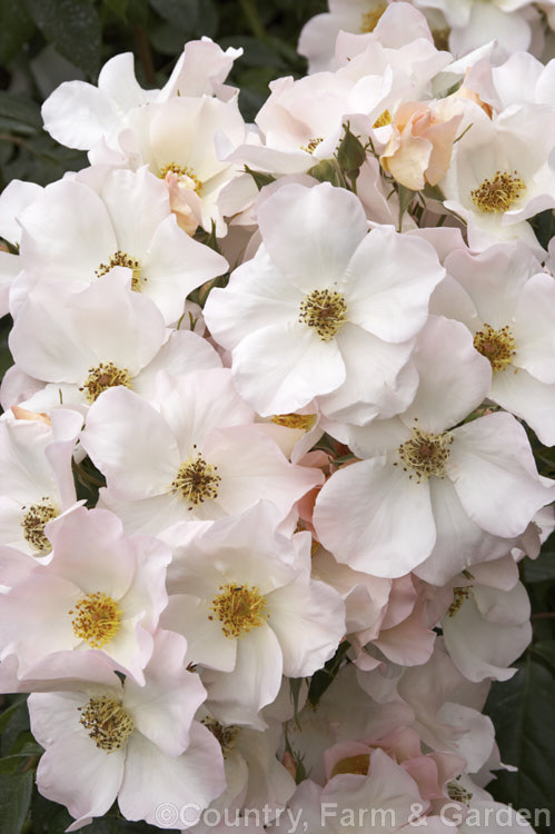 Rosa 'Sally. Holmes' ('Ivory. Fashion' x 'Ballerina'),a. Modern. Shrub rose raised by Holmes of England and introduced in 1976. It is large, bushy and heavy-flowering over a long season. These are late summer flowers. Order: Rosales, Family: Rosaceae