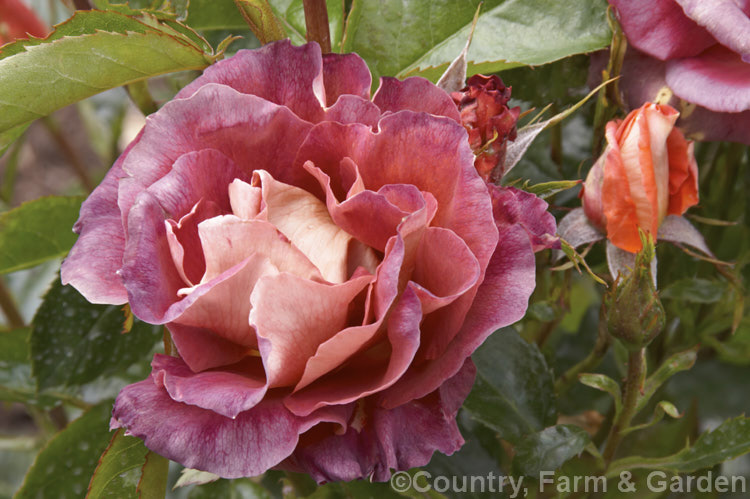 Rosa 'Horburns', a Cluster-flowered (<i>Floribunda</i>) shrub rose about which there is little information. The name. Horburns may well be the registered name of a Colin. Horner rose. Order: Rosales, Family: Rosaceae