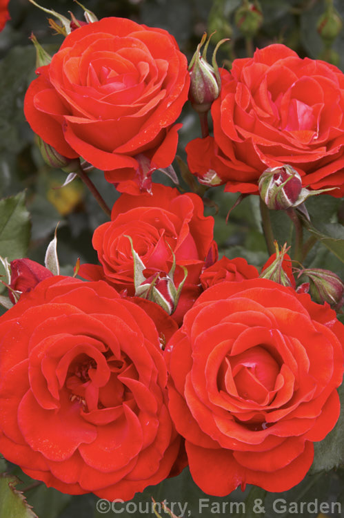 Rosa 'Millennium' (syn' 'Millennium Rose 2000'), a fragrant. Cluster-flowered (<i>Floribunda</i>) bush rose introduced in 2000 by Doug. Grant of New Zealand to mark the new millennium. Order: Rosales, Family: Rosaceae