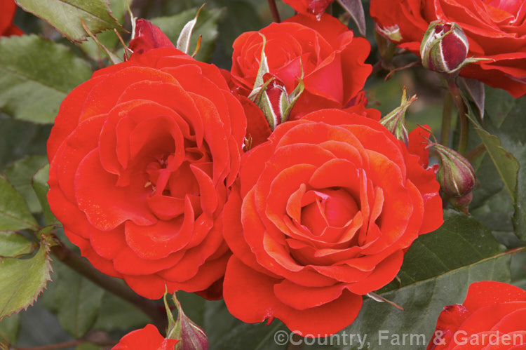 Rosa 'Millennium' (syn' 'Millennium Rose 2000'), a fragrant. Cluster-flowered (<i>Floribunda</i>) bush rose introduced in 2000 by Doug. Grant of New Zealand to mark the new millennium. Order: Rosales, Family: Rosaceae