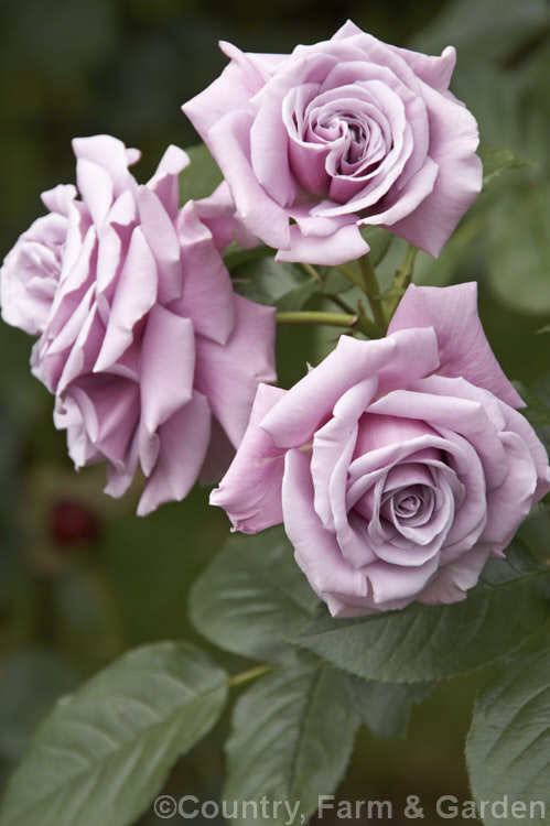 Rosa 'Moody Blues' ('Sexy Rexy' x 'Blue Nile'), a Cluster-flowered (<i>Floribunda</i>) bush rose raised by McGredy of New Zealand and introduced in 1991. Order: Rosales, Family: Rosaceae