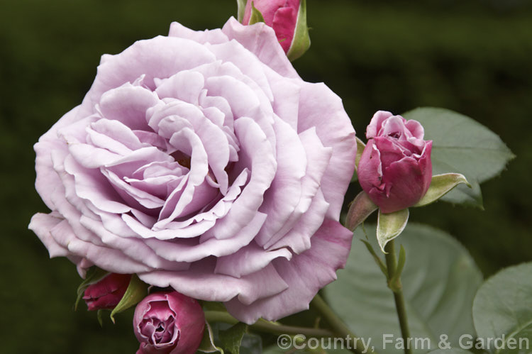 Rosa 'Moody Blues' ('Sexy Rexy' x 'Blue Nile'), a Cluster-flowered (<i>Floribunda</i>) bush rose raised by McGredy of New Zealand and introduced in 1991. Order: Rosales, Family: Rosaceae