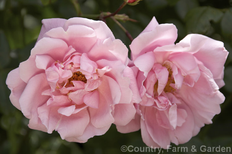 Rosa 'Alida Lovett' ('Souvenir de President Carnot' x Rosa wichuraiana</i>), a Wichuraiana Rambler rose raised by van Fleet of the United States in 1905 but not introduced until 1917. Order: Rosales, Family: Rosaceae