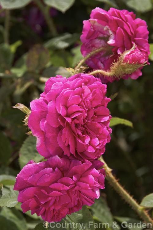 Rosa 'Henri. Martin', a fragrant. Damask Moss rose of unknown parentage raised by Laffay of France in 1862. It may be grown as a shrub or a low climber. Order: Rosales, Family: Rosaceae