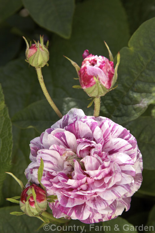 Rosa 'Variegata de Bologna' (sport of 'Victor Emmanuel'), a tall Bourbon rose raised by Lodi-Bonifiglioli of Italy in 1909. It often has a rather lax growth habit and although capable of repeat flowering it often does not. Order: Rosales, Family: Rosaceae
