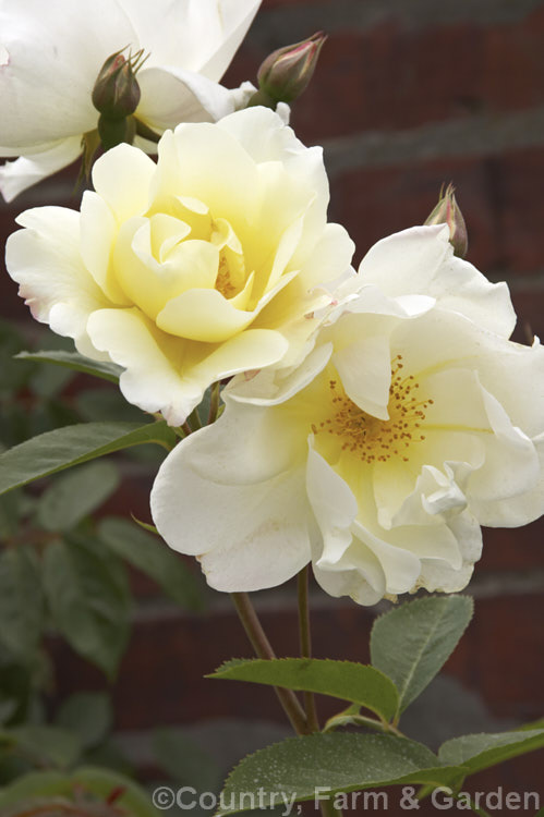 Rosa 'Windrush' (unnamed seedling x ['Canterbury' x 'Golden Wings'), a fragrant. English Shrub rose raised by David Austin in 1984. In mild climates it can become rather tall and may be espaliered. Order: Rosales, Family: Rosaceae