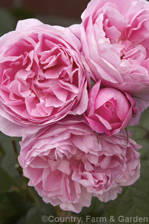 Rosa ''Mary Rose' (seedling x 'The Friar'), a very fragrant. English Shrub rose raised by David Austin of England in 1983. It grows to around 15m tall Order: Rosales, Family: Rosaceae