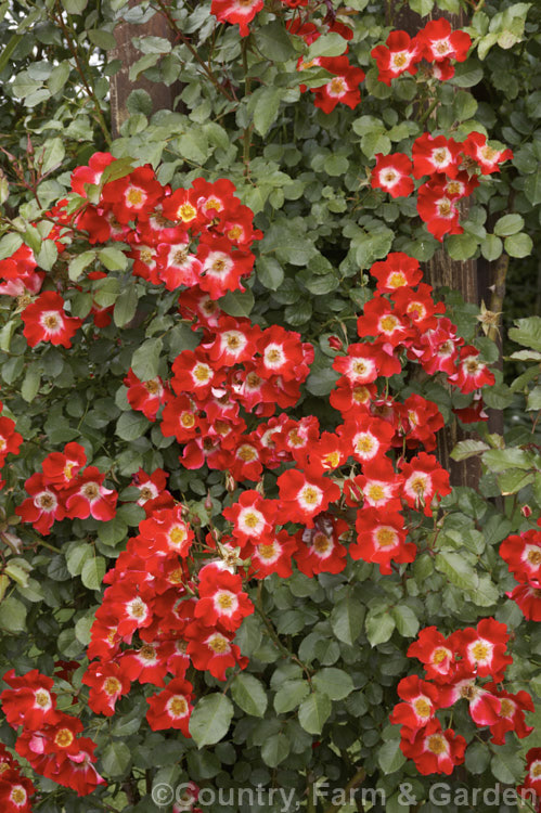 Rosa 'Eyepaint' (syn 'Tapis. Persan' [seedling x 'Picasso']), a Modern. Shrub rose raised by McGredy of New Zealand and introduced in 1976. It has a rather sprawling habit and can be grown as a groundcover, a lax shrub or espaliered as a climber. Order: Rosales, Family: Rosaceae