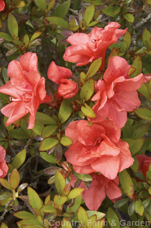 Rhododendron (evergreen azalea</i>) 'Rashomon' (syn. Meteor</i>), a petaloid semi-double-flowered, late blooming. Kurume azalea. It grows to around 70cm high and 1m wide. It was number 37 of the Kurumes introduced by EH. Wilson known as Wilson's Fifty
