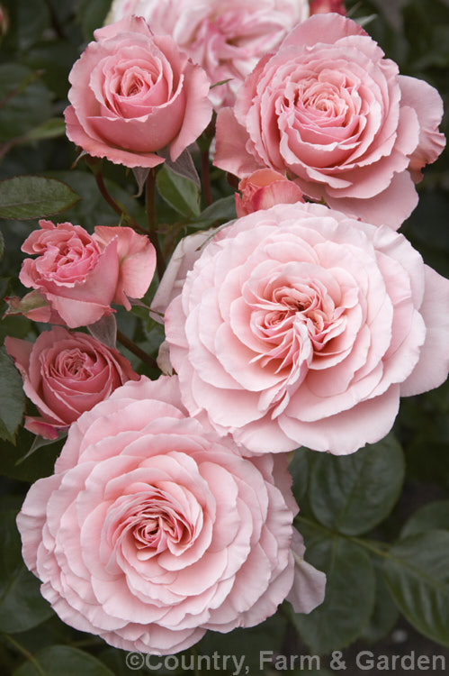 Rosa 'Sexy Rexy' ('Seaspray' x 'Dreaming'),a heavy-flowering, mildly fragrant. Cluster-flowered (<i>Floribunda</i>) shrub rose raised by McGredy of New Zealand and introduced in 1984. It seldom exceeds 1m tall Order: Rosales, Family: Rosaceae