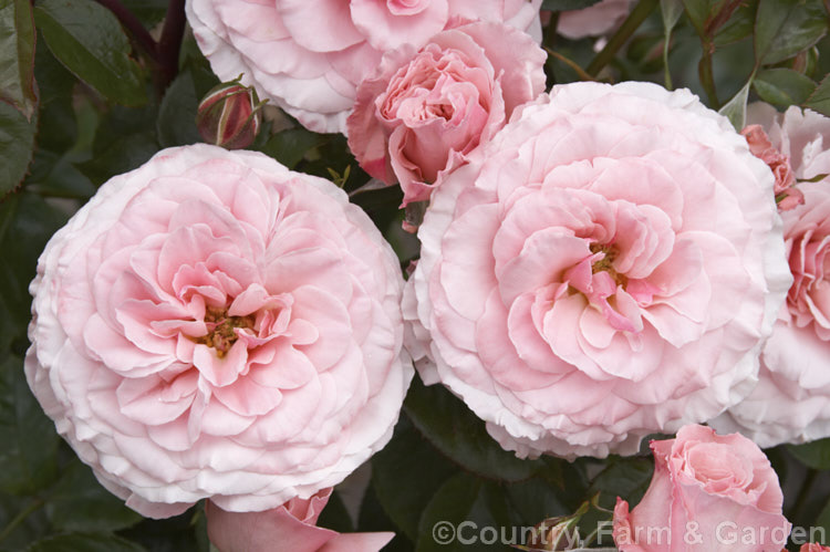 Rosa 'Sexy Rexy' ('Seaspray' x 'Dreaming'),a heavy-flowering, mildly fragrant. Cluster-flowered (<i>Floribunda</i>) shrub rose raised by McGredy of New Zealand and introduced in 1984. It seldom exceeds 1m tall Order: Rosales, Family: Rosaceae