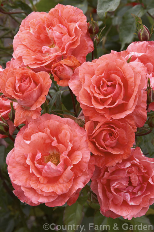 Rosa 'Anisley Dickson' ('Coventry. Cathedral' x 'Memento' [syn 'Muncher Kindl']), a compact, mildly fragrant. Cluster-flowered (<i>Floribunda</i>) bush rose raised by Dickson of Northern Ireland in 1983. Order: Rosales, Family: Rosaceae