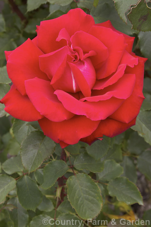 Rosa 'Precious. Platinum' (syn 'Opa. Potschke' ['Red Planet' x 'Franklin. Engelmann']), a large-flowered (<i>Hybrid Tea</i>) bush rose raised by Dickson of Northern Ireland and introduced in 1974. It is a strongly upright bush that can reach 18m tall Order: Rosales, Family: Rosaceae
