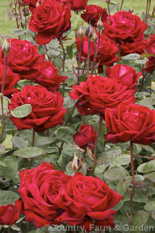 Rosa 'Loving Memory' (syns 'Burgund '81', 'Red Cedar' [seedling x 'Red Planet' seedling]), a Large-flowered (<i>Hybrid Tea</i>) bush rose raised by Kordes of Germany and introduced in 1981. Order: Rosales, Family: Rosaceae