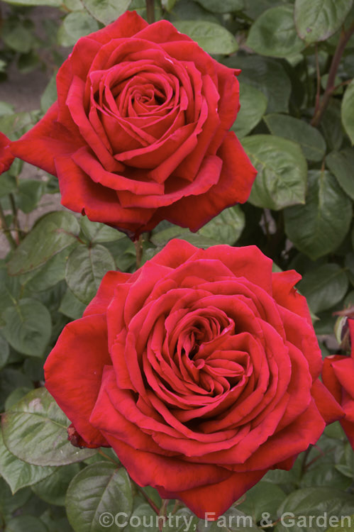Rosa 'Loving Memory' (syns 'Burgund '81', 'Red Cedar' [seedling x 'Red Planet' seedling]), a Large-flowered (<i>Hybrid Tea</i>) bush rose raised by Kordes of Germany and introduced in 1981. Order: Rosales, Family: Rosaceae