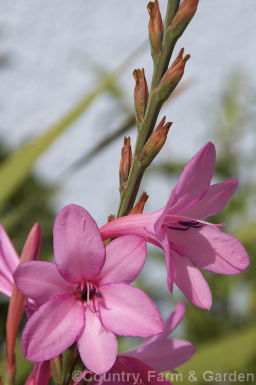 Watsonia borbonica (syn. Watsonia pyramidata</i>), a late spring- to summer-flowering cormous perennial native to the southwestern Cape region of South Africa. watsonia-2394htm'>Watsonia.