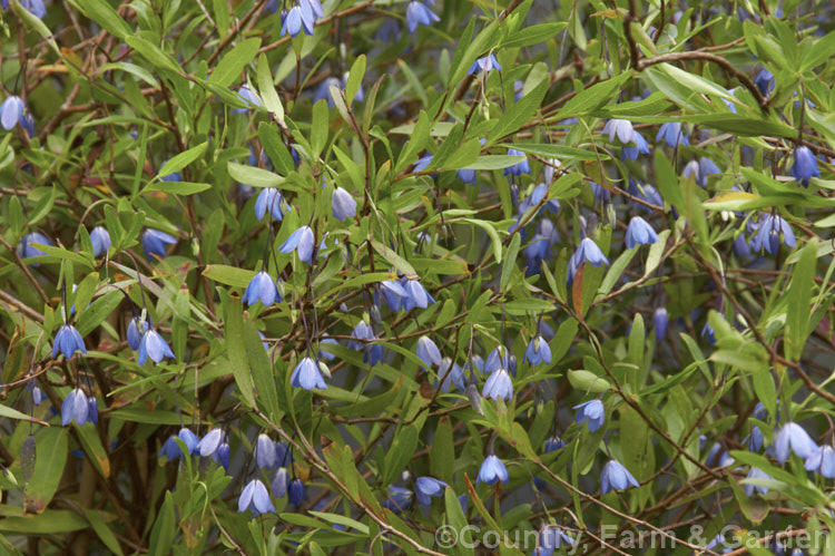 Australian Bluebell (<i>Sollya heterophylla [syn. Sollya fusiformis]), a spring- to autumn-flowering sprawling shrub native to Western Australia. In cultivation it is usually trained as a climber. It also occurs in white- and pink-flowered forms and the flowers are followed by small, oval, dark blue fruits. sollya-3320htm'>Sollya. Order: Apiales, Family: Pittosporaceae