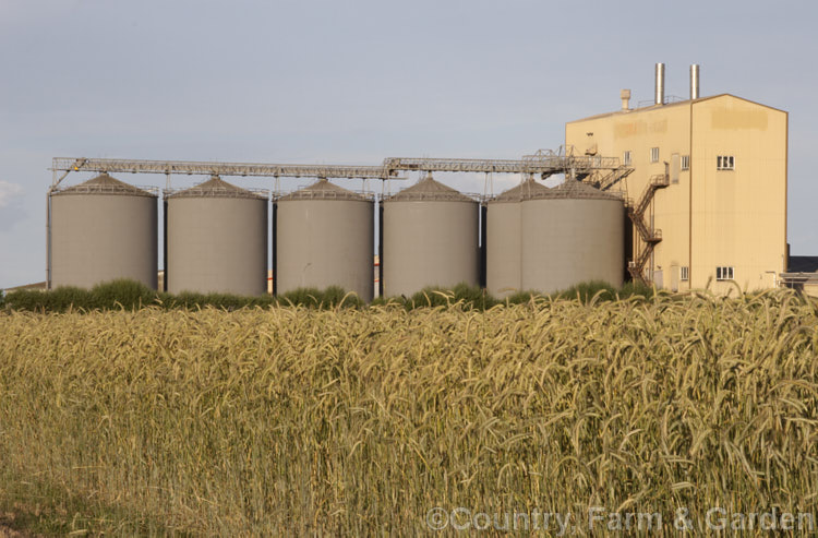 A near-mature field of wheat (<i>Triticum aestivum [syn. Triticum sativum]) in the evening against a backdrop of six large grain silos and a processing mill. Most of this wheat, which is tall for a modern strain, will be used in chicken feed. triticum-2291htm'>Triticum. .