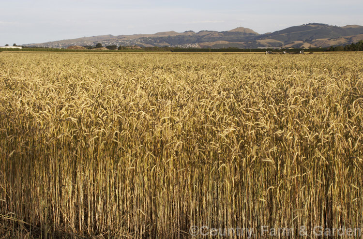 A near-mature field of wheat (<i>Triticum aestivum [syn. Triticum sativum]) in the evening. Most of this wheat, which is tall for a modern strain, will be used in chicken feed. triticum-2291htm'>Triticum. .
