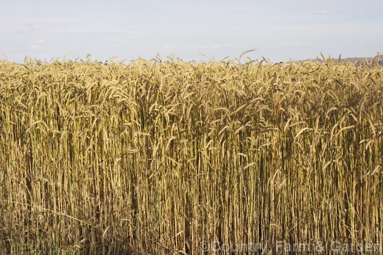 A near-mature field of wheat (<i>Triticum aestivum [syn. Triticum sativum]) in the evening. Most of this wheat, which is tall for a modern strain, will be used in chicken feed. triticum-2291htm'>Triticum. .