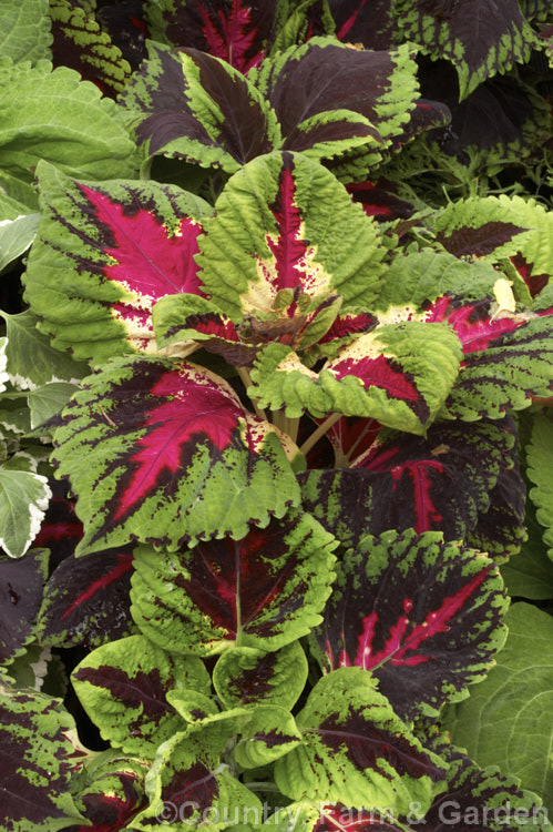 Coleus (<i>Solenostemon scutellarioides</i>). Originally native to Southeast Asia, this tender shrubby perennial occurs in many coloured foliage forms. In tropical gardens they can develop into large shrubs, elsewhere they are grown as house plants or temporary garden plants.