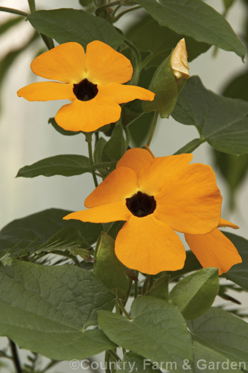 Black-eyed. Susan. Vine (<i>Thunbergia alata</i>), a strong growing, summer- to autumn-flowering, twining perennial climber native to tropical Africa. It is widely cultivated as a greenhouse or conservatory plant in temperate areas. Order: Asterales, Family: Asteraceae