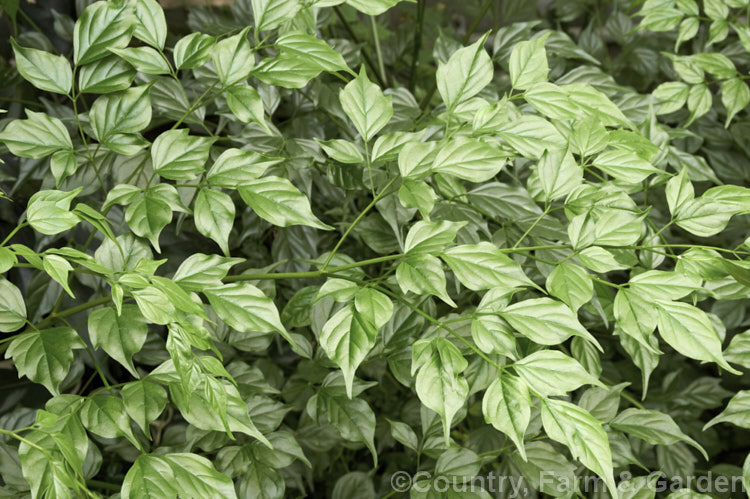 Radermachera sinica, a sub-tropical to tropical Southeast Asian shrub or small tree widely cultivated for its attractive, lustrous, deep green foliage. Showy yellow flowers can appear in spring and summer but are seldom seen on plants cultivated indoors
