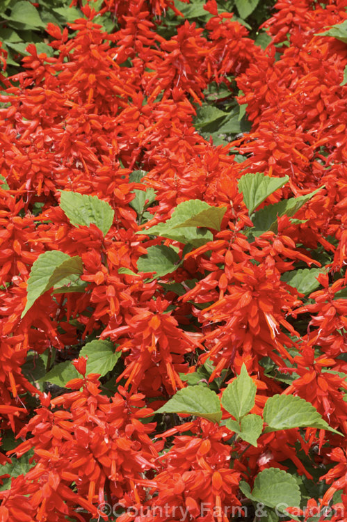 Scarlet Sage (<i>Salvia splendens</i>), a widely cultivated Brazilian annual or short-lived perennial with vivid orange-red to scarlet flowers. The species grows to around 1m tall but there are many smaller cultivars. This is 'Scarlet Pygmy', which is long-flowering and around 30cm tall in bloom. Order: Lamiales, Family: Lamiaceae