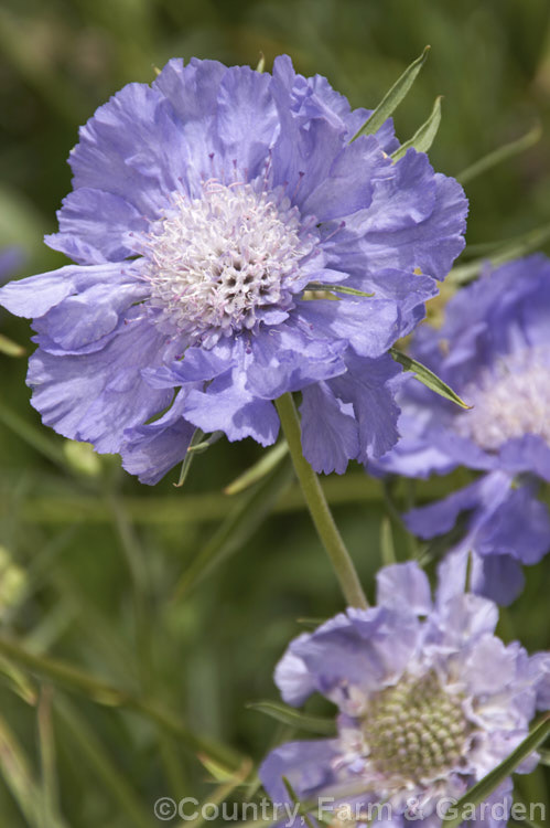 Scabiosa caucasica 'Compliment', a summer-flowering perennial native to the Caucasus It grows 60-80cm high 'Compliment' is a cultivar with especially large flowerheads. scabiosa-2488htm'>Scabiosa. <a href='caprifoliaceae-plant-family-photoshtml'>Caprifoliaceae</a>.