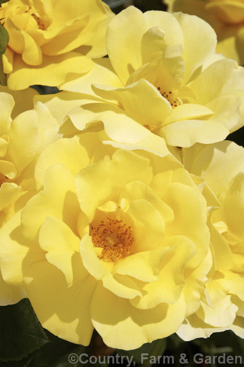 Rosa 'Serendipity', a compact, fragrant, Cluster-flowered (<i>Floribunda</i>) shrub rose raised by Harkness of England in 1997. The flowers weather well for a yellow rose. Order: Rosales, Family: Rosaceae