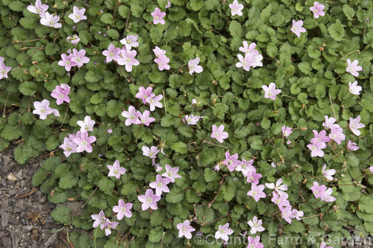 Erodium x variabile 'Roseum', one of several cultivars of a hybrid between Erodium corsicum and Erodium reichardii that occurs naturally where the two species' range overlaps on Corsica. It is a low, spreading plant that flowers in summer.