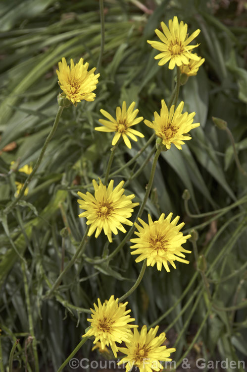 Common Viper's Grass (<i>Scorzonera hispanica</i>), a strappy-leaved perennial daisy found from central Europe to Siberia. Its flower stems can reach 13m tall but usually bend under the weight of the flowers. scorzonera-3297htm'>Scorzonera.