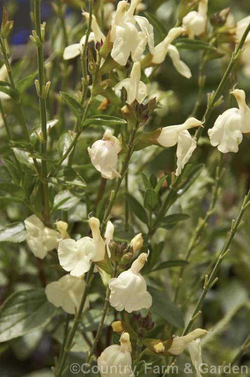 Salvia greggii 'Chiffon', a pale yellow-flowered cultivar of the Autumn Sage, a 35-50cm tall, summer- to autumn-flowering perennial or subshrub native to Texas and nearby parts of Mexico. The species usually has red, purple or pink flowers. Order: Lamiales, Family: Lamiaceae