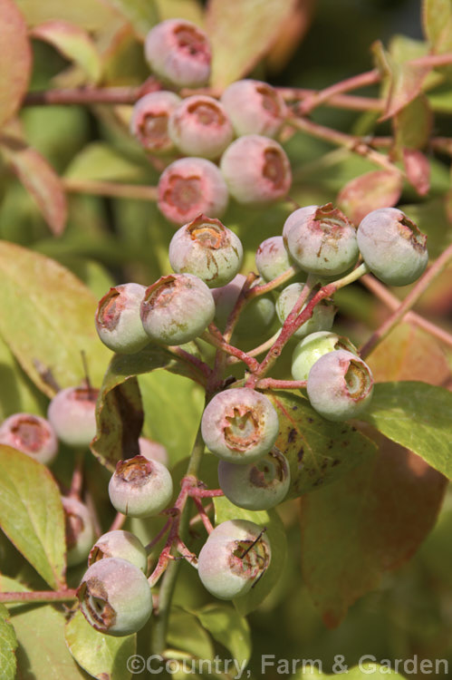 Blueberry or High-bush. Blueberry (<i>Vaccinium corymbosum</i>) with maturing fruit. This a 1-2m tall deciduous shrub is native to the eastern United States and is the most common of the commercially cultivated blueberries. It flowers in spring and the fruit mature from early summer. vaccinium-2753htm'>Vaccinium. Order: Ericales, Family: Ericaceae