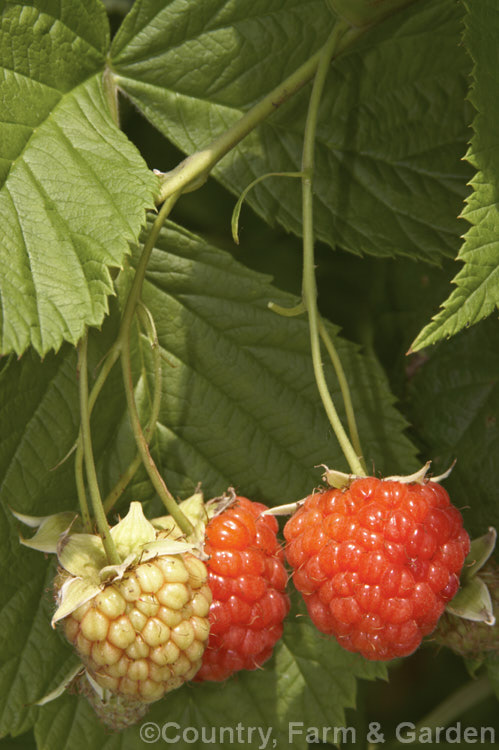 Raspberry (<i>Rubus idaeus</i>) 'Waiau' with ripening fruit. This 15-2m tall deciduous Eurasian shrub forms a clump of erect, strong-growing canes that are bristly rather than prickly. Its white flowers appear in spring and develop quickly into the familiar edible red fruits.