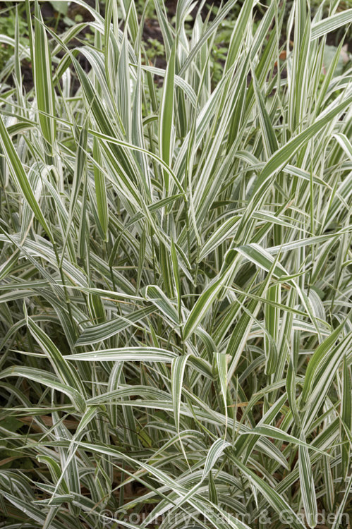 Phalaris arundinacea 'Dwarf Garters', a strongly white-variegated cultivar of Reed. Canary. Grass or Gardener's Garters, a bamboo-like grass native to Eurasia and North America 'Dwarf Garters' is very similar to the cultivar 'Picta' but grows to only 30cm tall, as opposed to over 1 metre. phalaris-3211htm'>Phalaris. .
