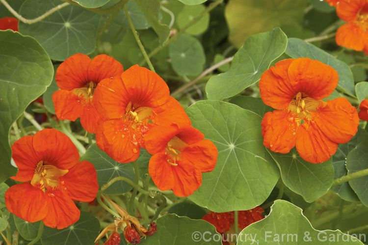 Nasturtium (<i>Tropaeolum majus</i>), a summer-flowering, semi-climbing annual native to Colombia and Bolivia. The many garden forms, such as the one shown here, are often hybrids, may behave as short-lived perennial and occur in a range of flower colours, sizes and growth forms. tropaeolum-3375htm'>Tropaeolum. <a href='tropaeolaceae-plant-family-photoshtml'>Tropaeolaceae</a>.