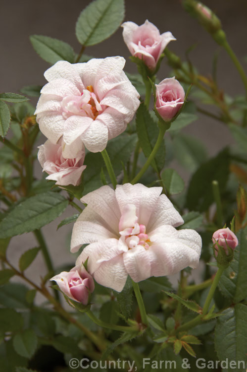 Rosa 'Si' ('Perla de Monserrat' x ['Anny' x 'Tom. Thumb']), usually regarded as the world's smallest double-flowered rose, this small bush with its tiny blooms was raised by Pedro. Dot of Spain in 1957. It grows to no more than 25cm high. Order: Rosales, Family: Rosaceae