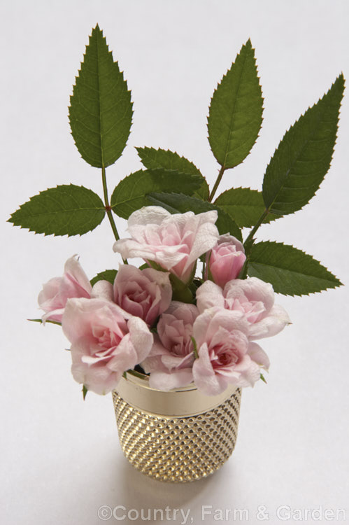 Rosa 'Si' ('Perla de Monserrat' x ['Anny' x 'Tom. Thumb']), usually regarded as the world's smallest double-flowered rose, this small bush with its tiny blooms was raised by Pedro. Dot of Spain in 1957. It grows to no more than 25cm high. Order: Rosales, Family: Rosaceae