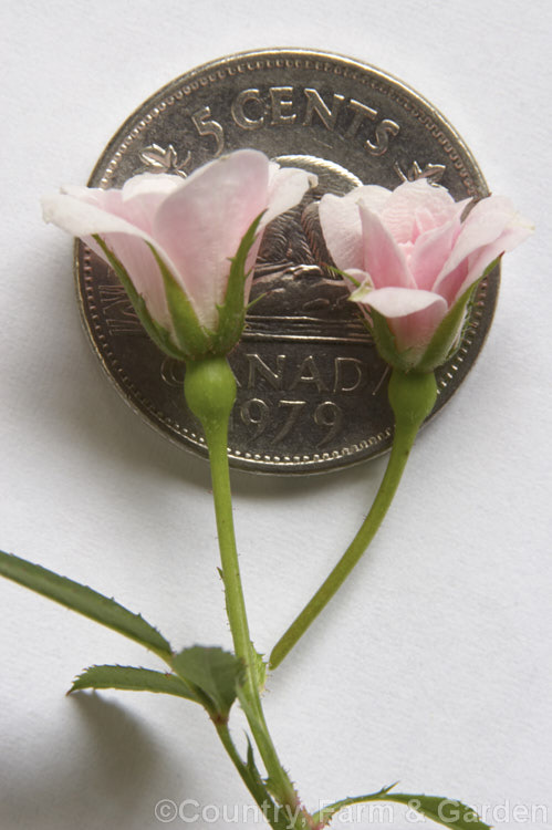 Rosa 'Si' ('Perla de Monserrat' x ['Anny' x 'Tom. Thumb']), usually regarded as the world's smallest double-flowered rose, this small bush with its tiny blooms was raised by Pedro. Dot of Spain in 1957. It grows to no more than 25cm high. The flowers are shown here with a Canadian 5 cent coin. Order: Rosales, Family: Rosaceae
