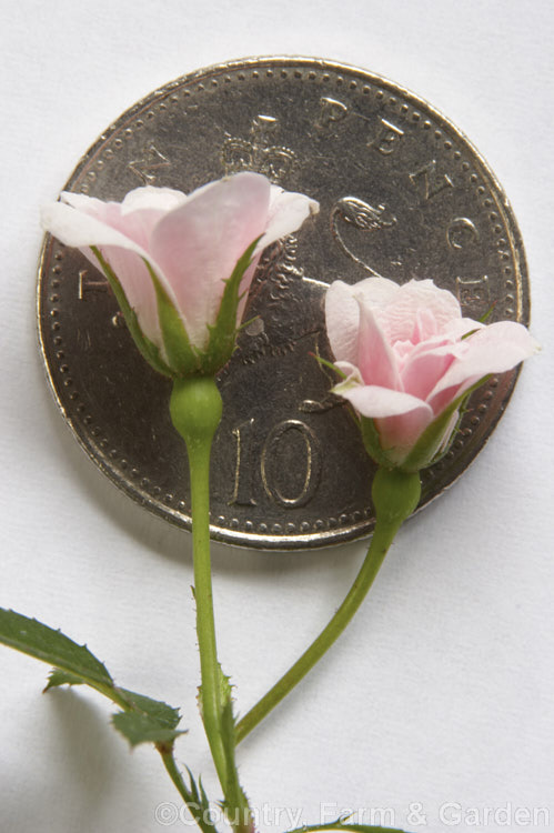 Rosa 'Si' ('Perla de Monserrat' x ['Anny' x 'Tom. Thumb']), usually regarded as the world's smallest double-flowered rose, this small bush with its tiny blooms was raised by Pedro. Dot of Spain in 1957. It grows to no more than 25cm high. The flowers are shown here with a British 10 pence coin (small size</i>). Order: Rosales, Family: Rosaceae